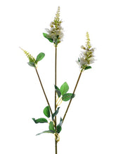 PHYSOSTEGIA CREAM